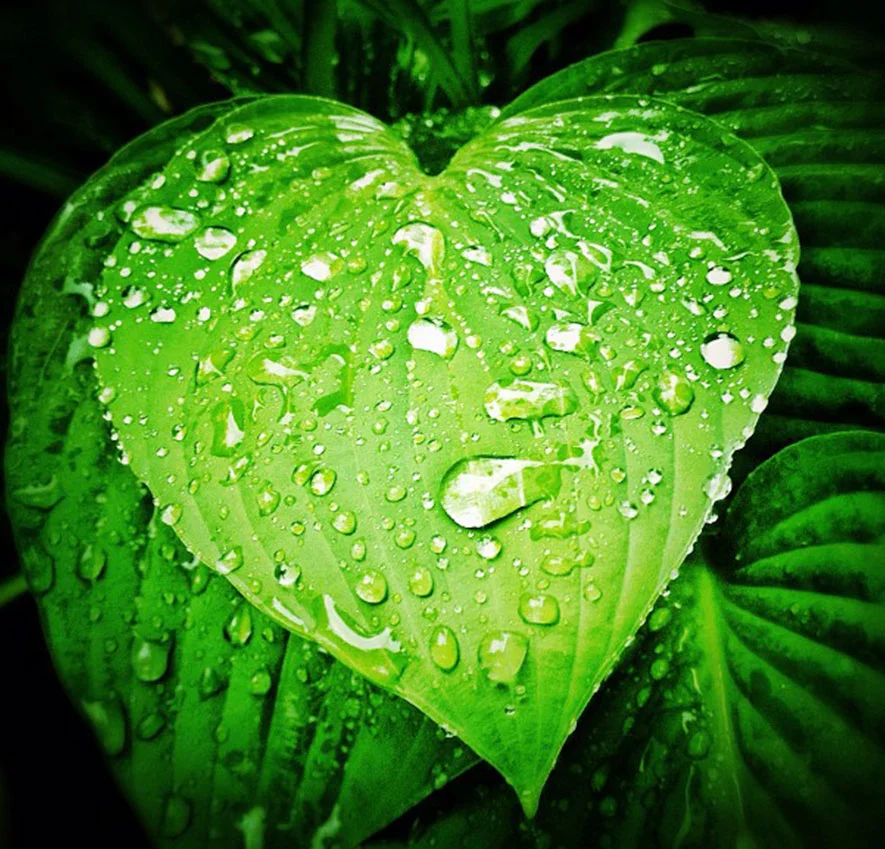 BS2_heart-health-01.jpg