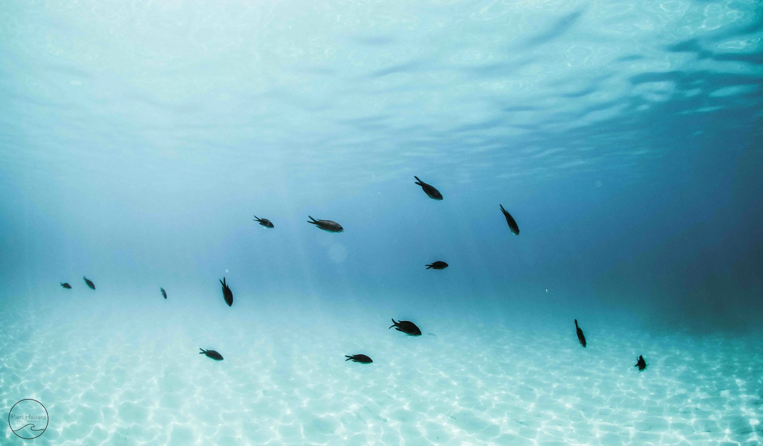 ‘Mallorcan Locals’ - available in the ‘Ocean’ category.