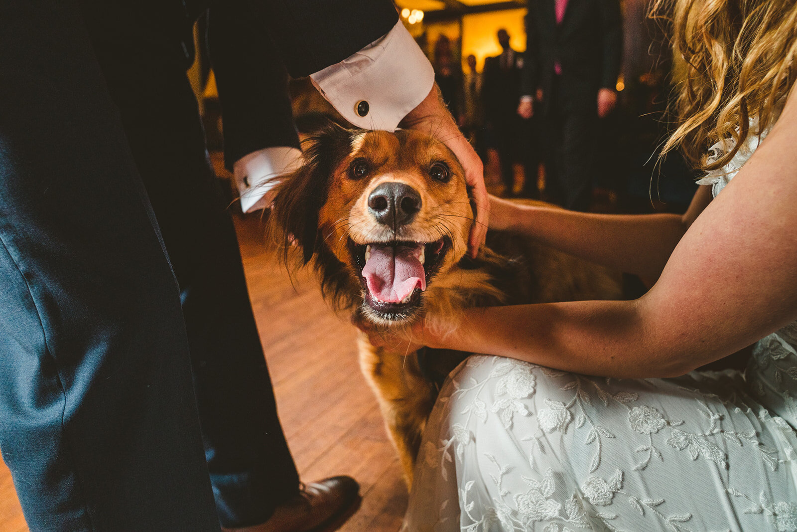 Dog in wedding