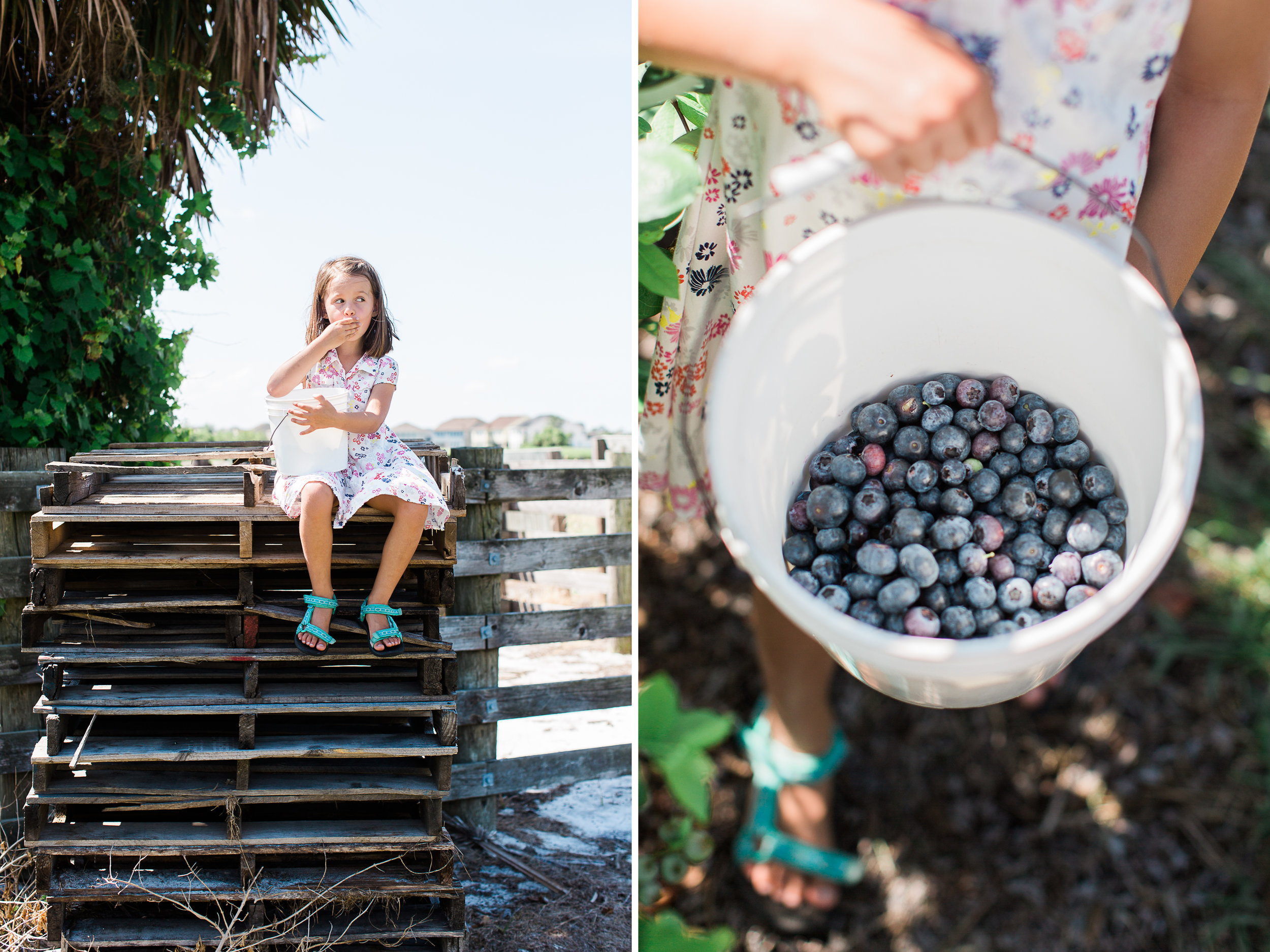 Beck Brothers Blue Berries.jpg