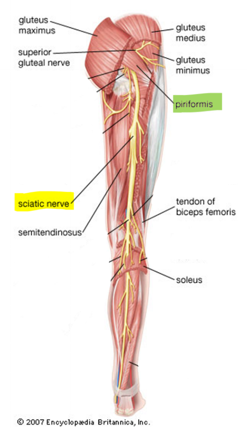 Select Chiropractic and Wellness — Sciatica
