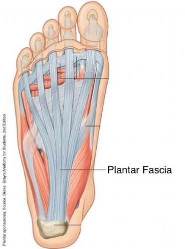 Select Chiropractic and Wellness — Plantar Fasciitis