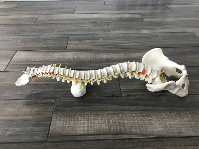 Select Chiropractic and Wellness — Lumbar Support in the Car