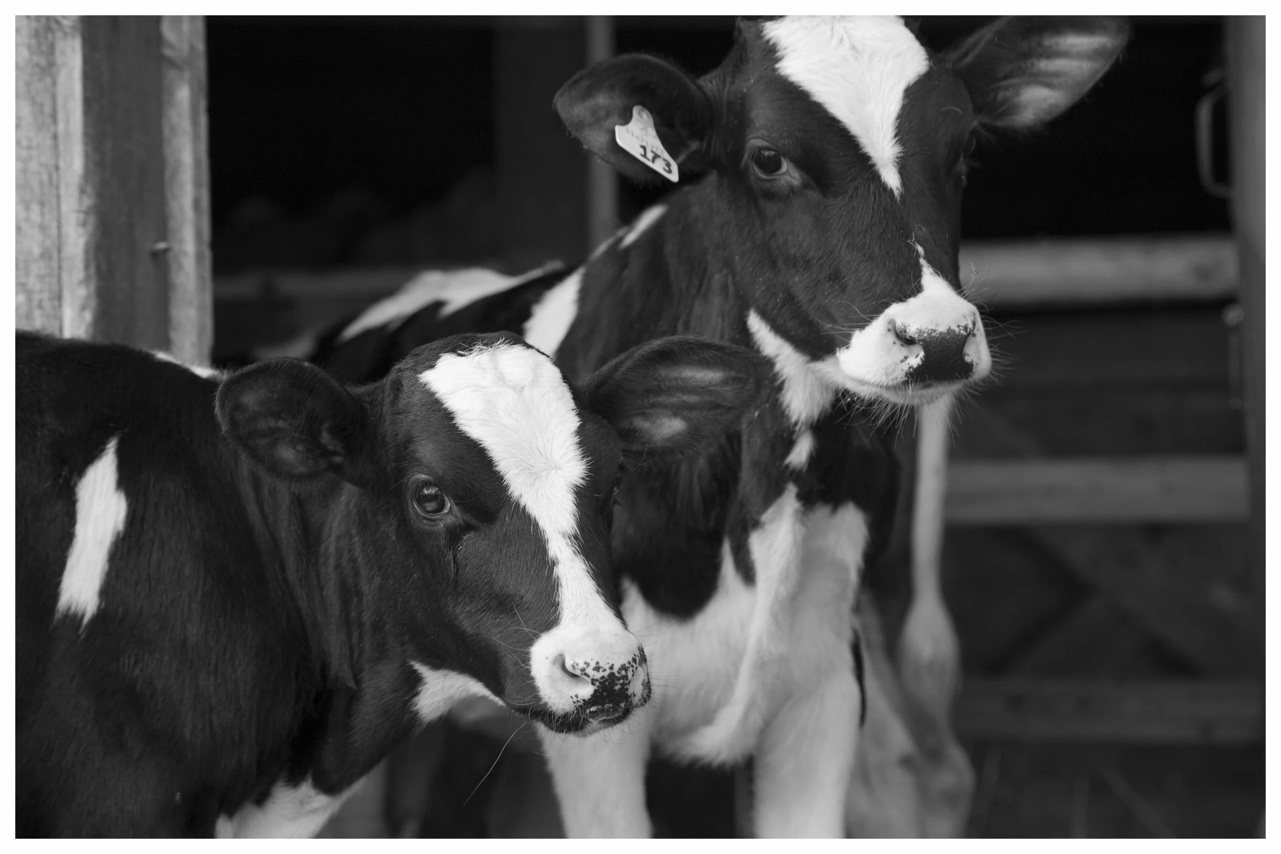 A couple of our inquisitive organic dairy calves.