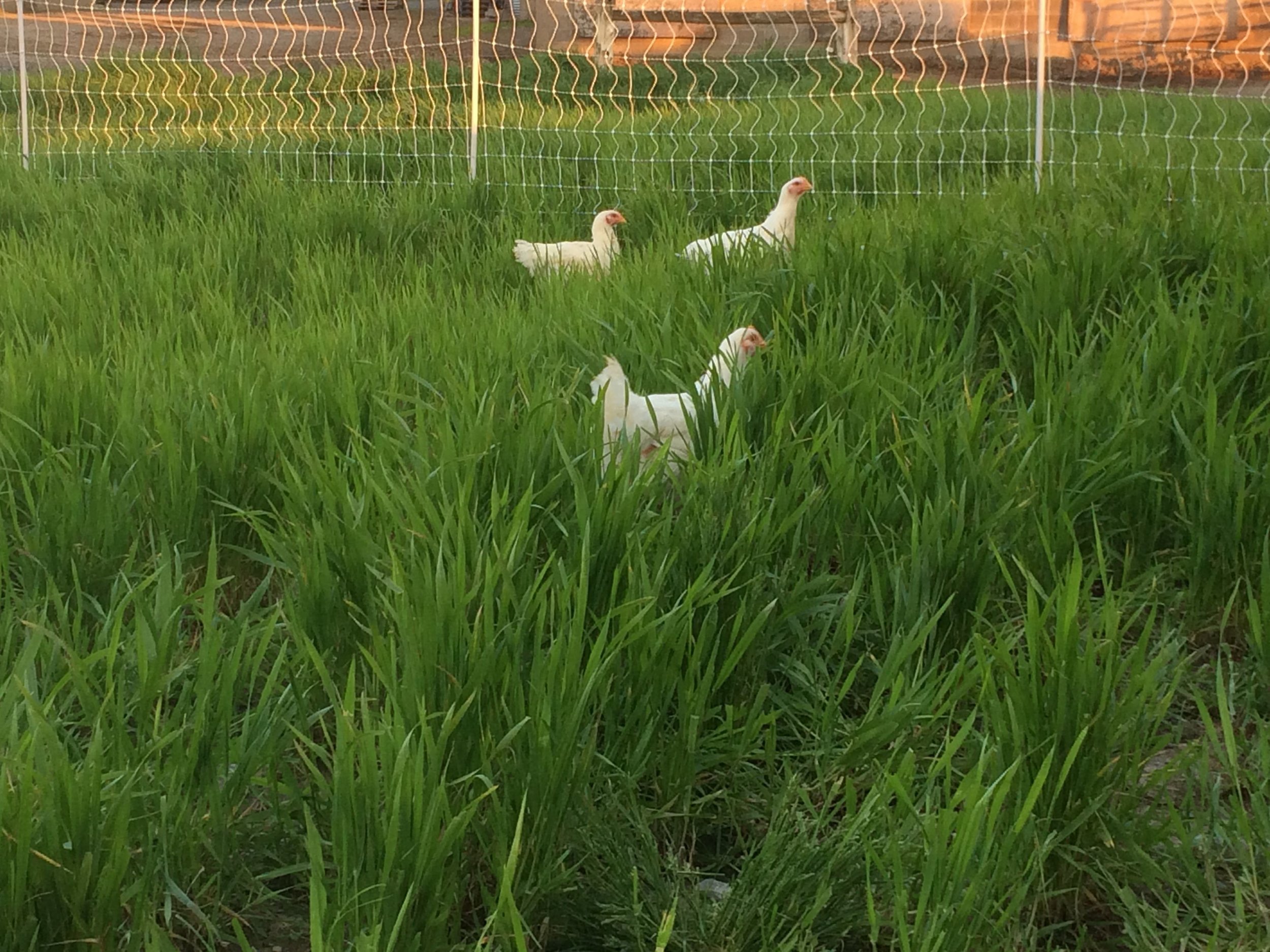 SFWmeatbirds.jpg