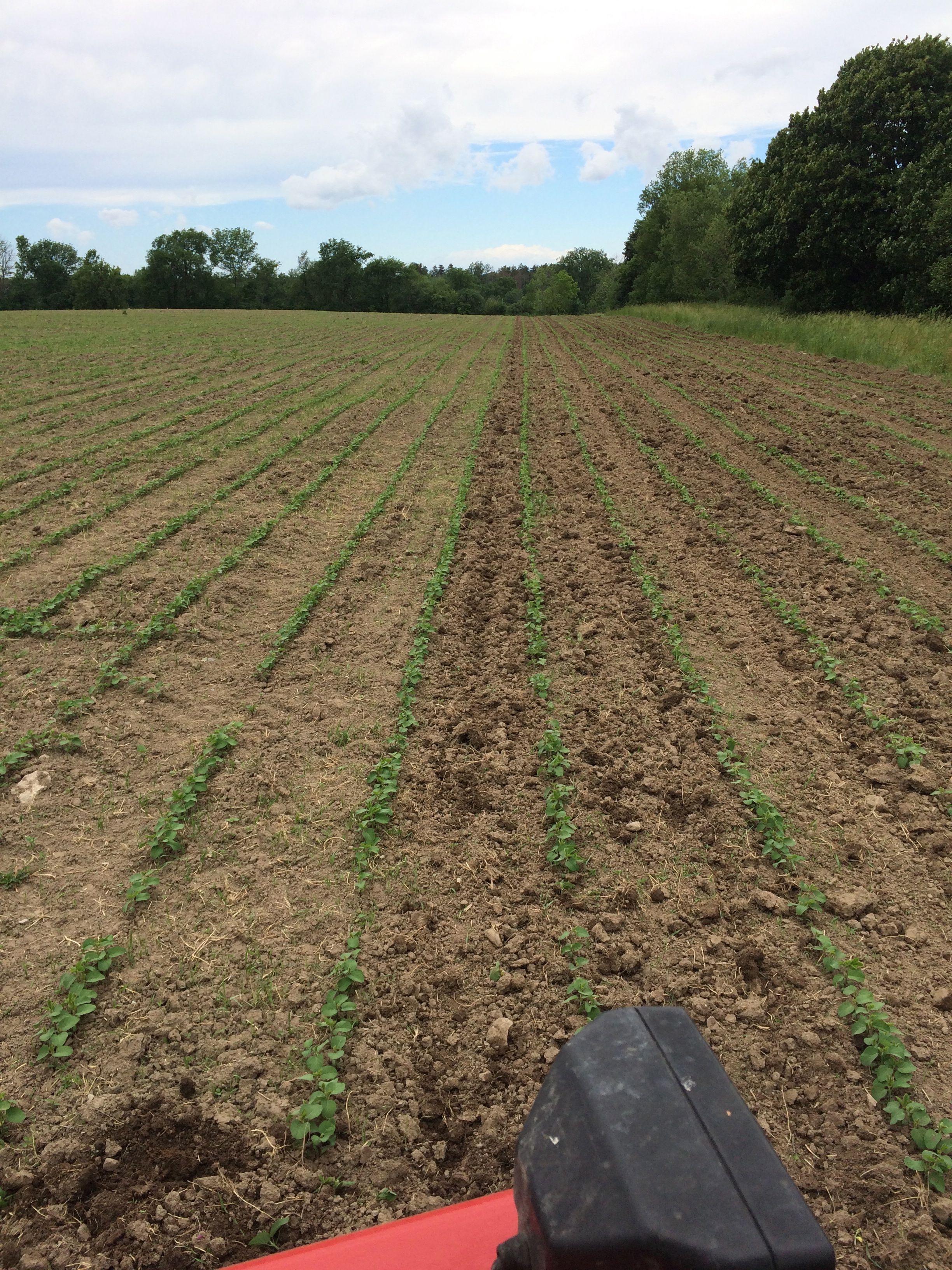 SFWsoybeans.jpg