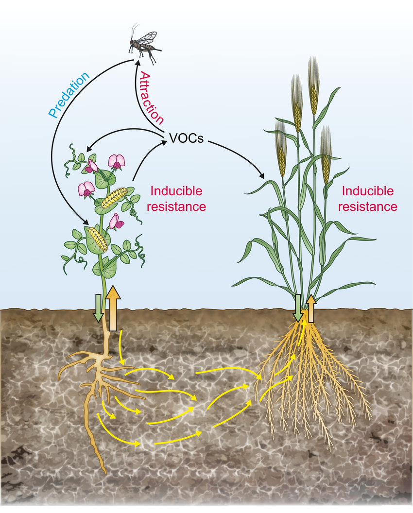 Common-mycorrhizal-networks-CMN-whitish-web-in-the-soil-link-plant-roots-from-similar.png