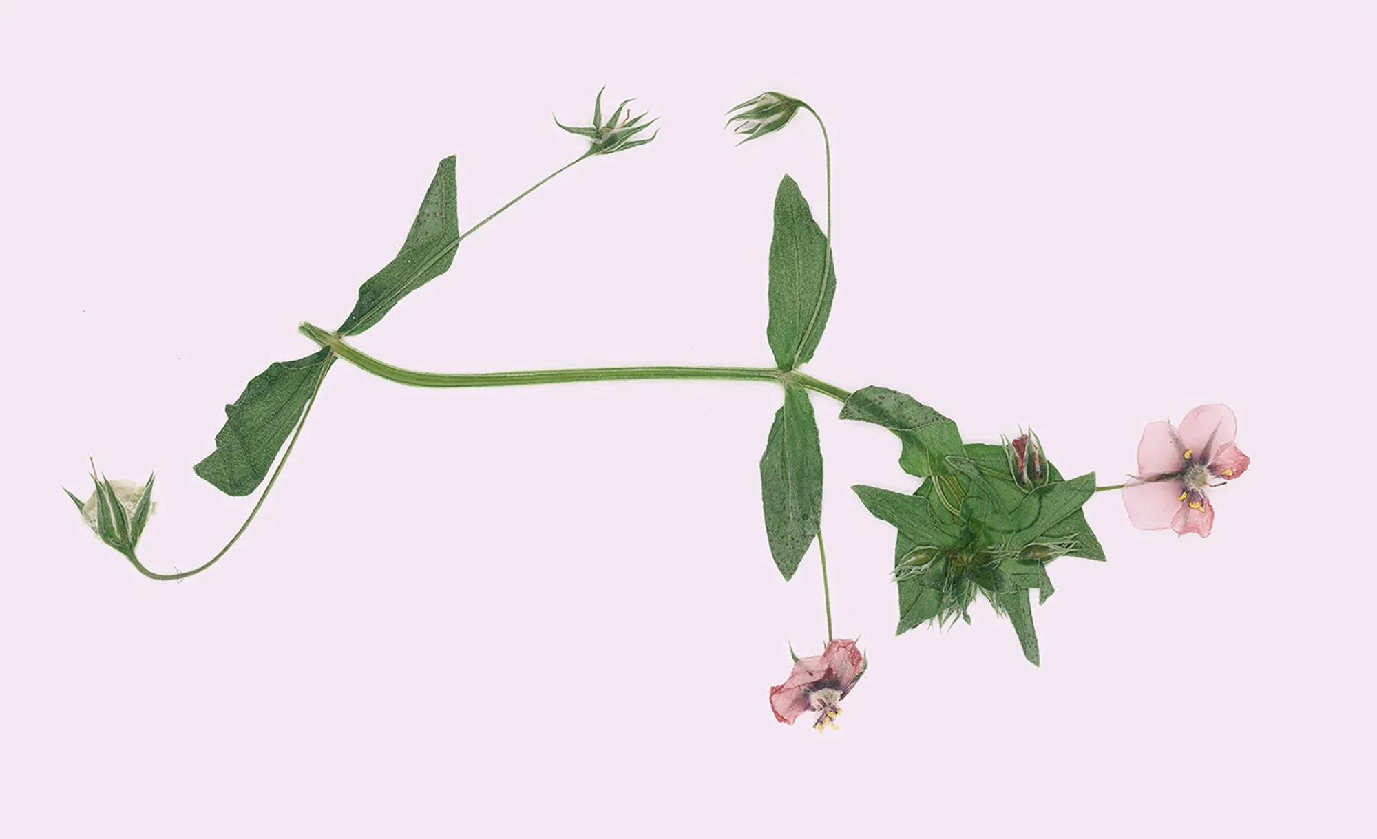 Scarlet PimpernelWEB.jpg