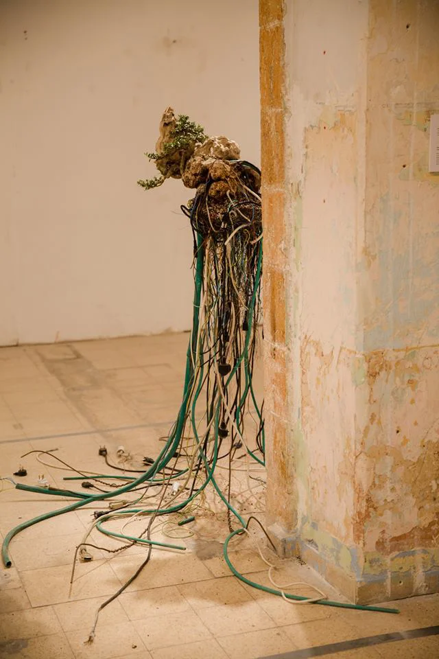 Uprooted