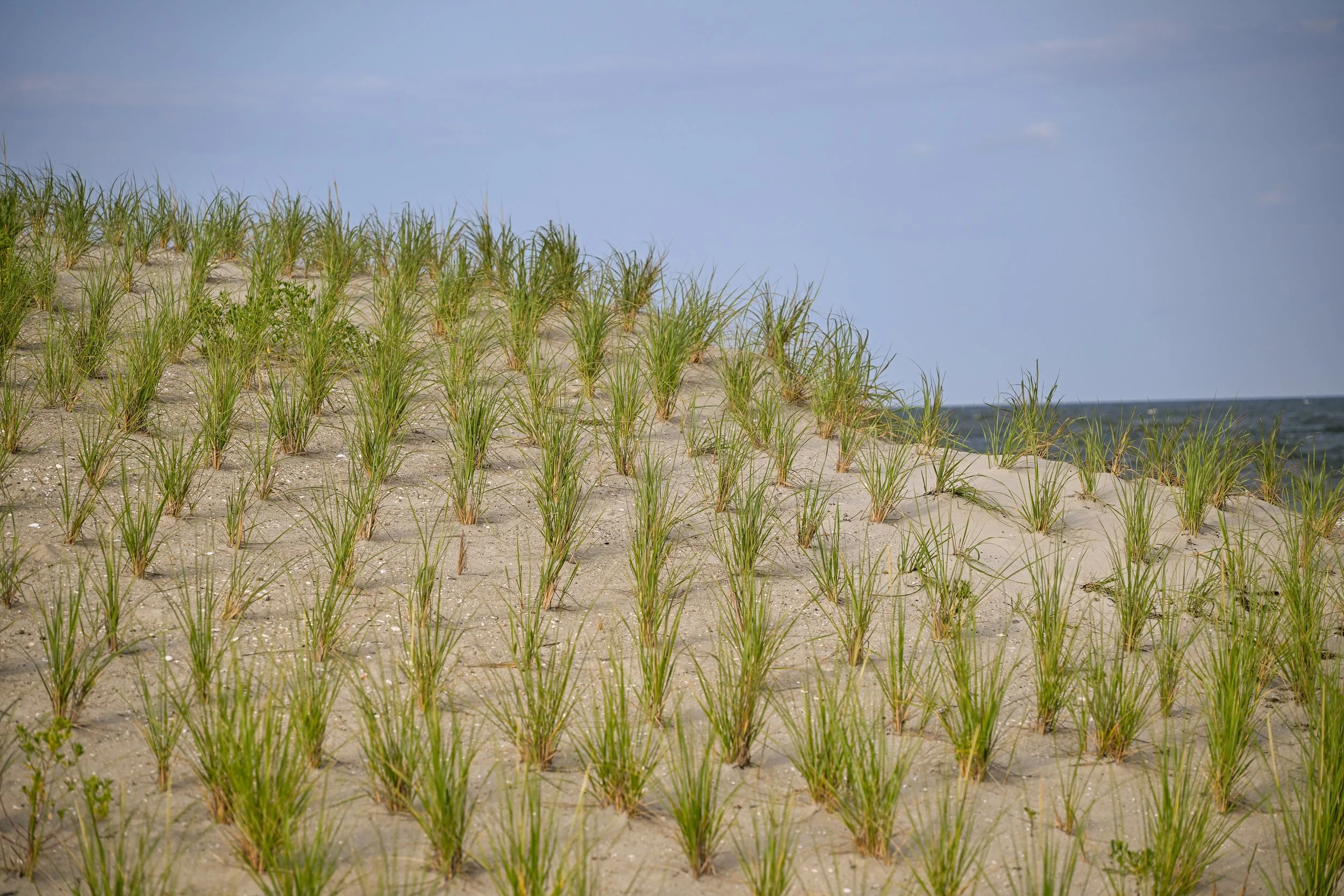 Sand Dunes on Long Beach Island, New Jersey