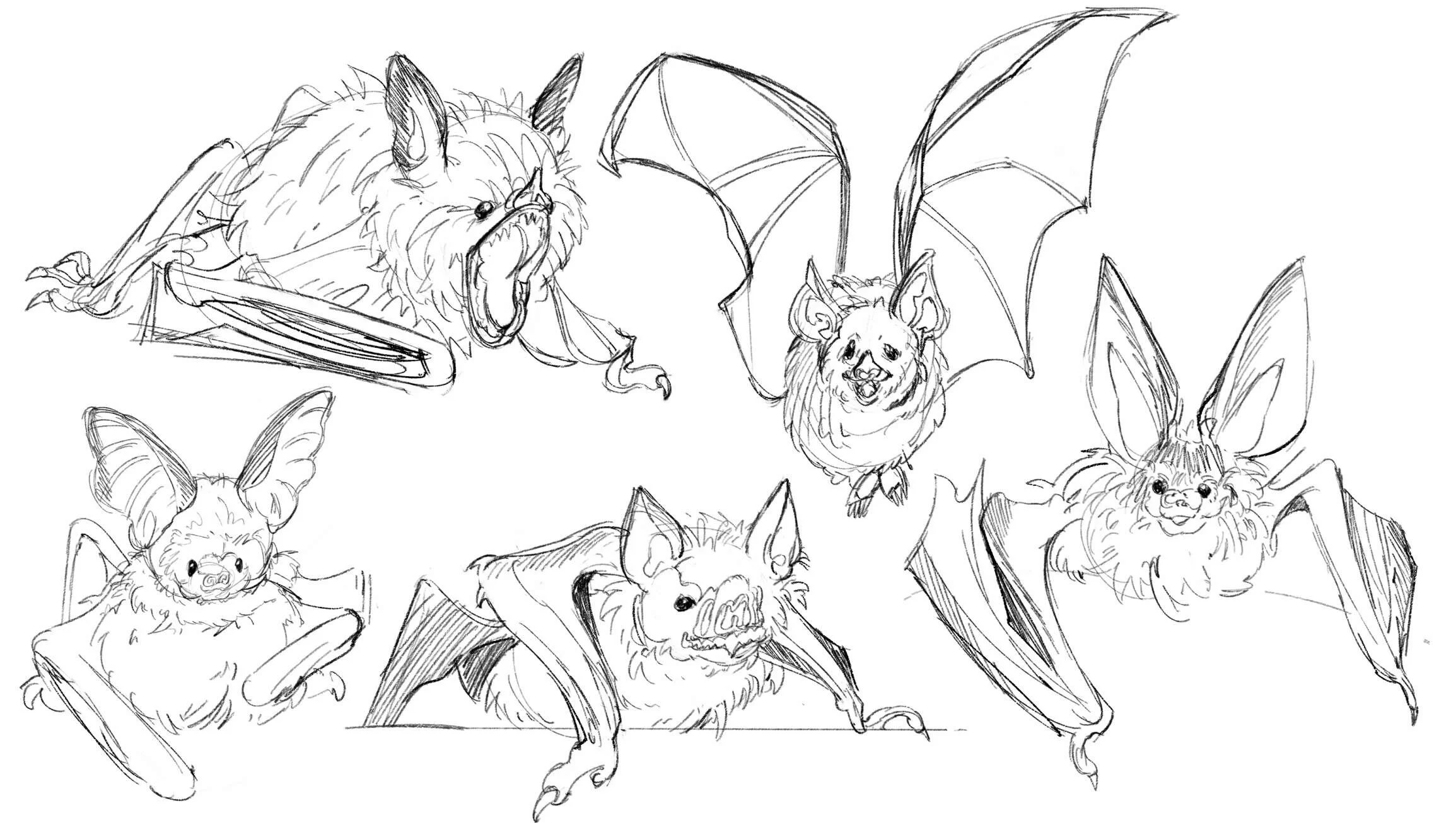 Sketches of Fruit Bats