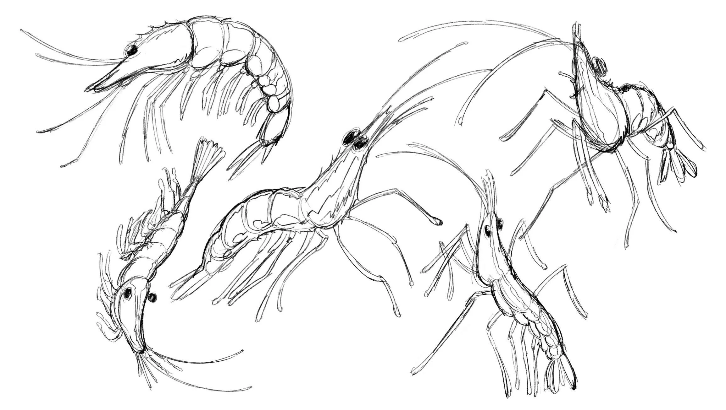 Sketches of Shrimp