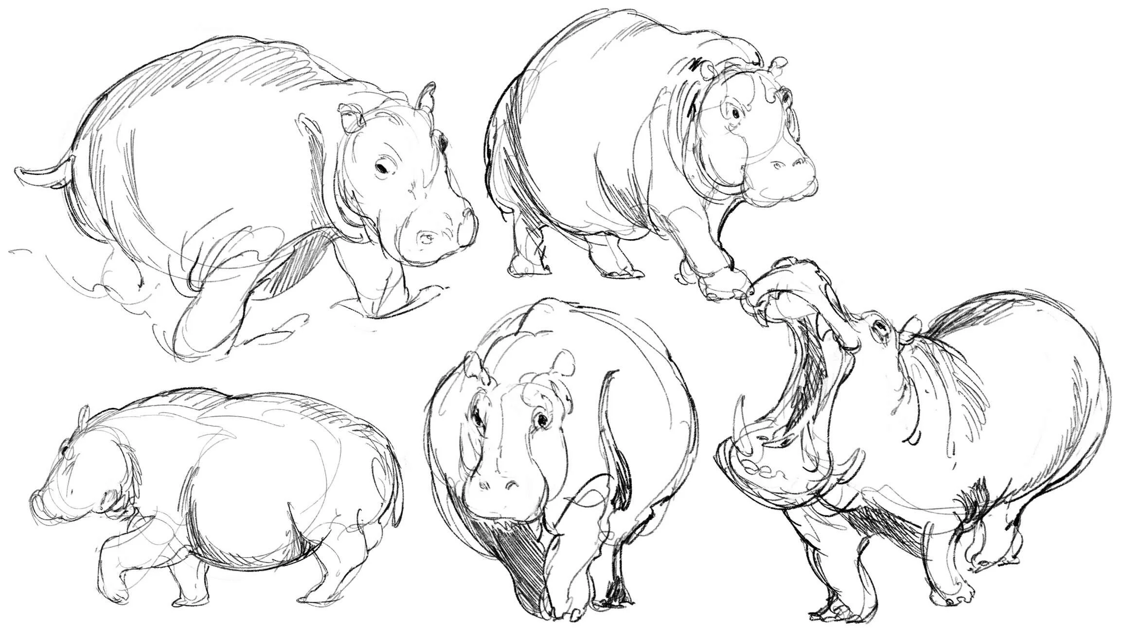 Sketches of Hippopotamus’s