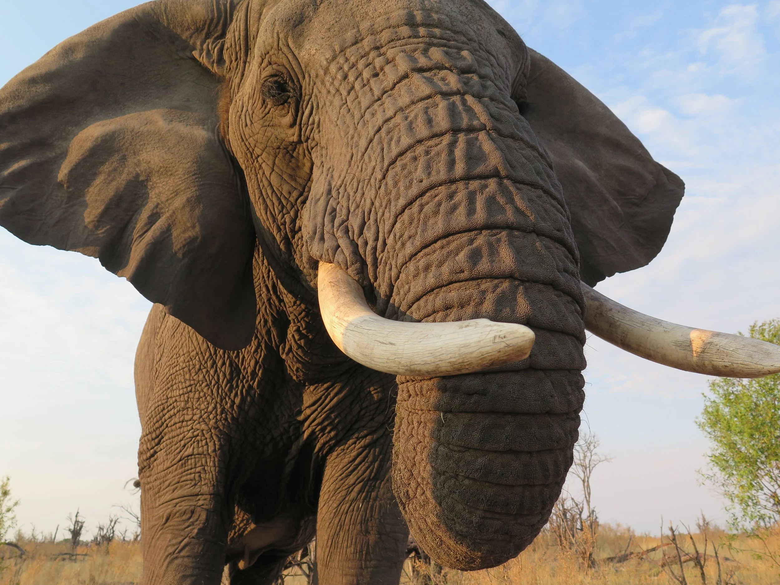 Elephant Botswana