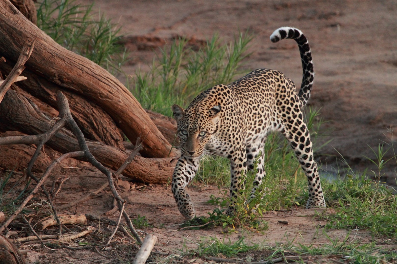 Leopard Samburu National Reserve