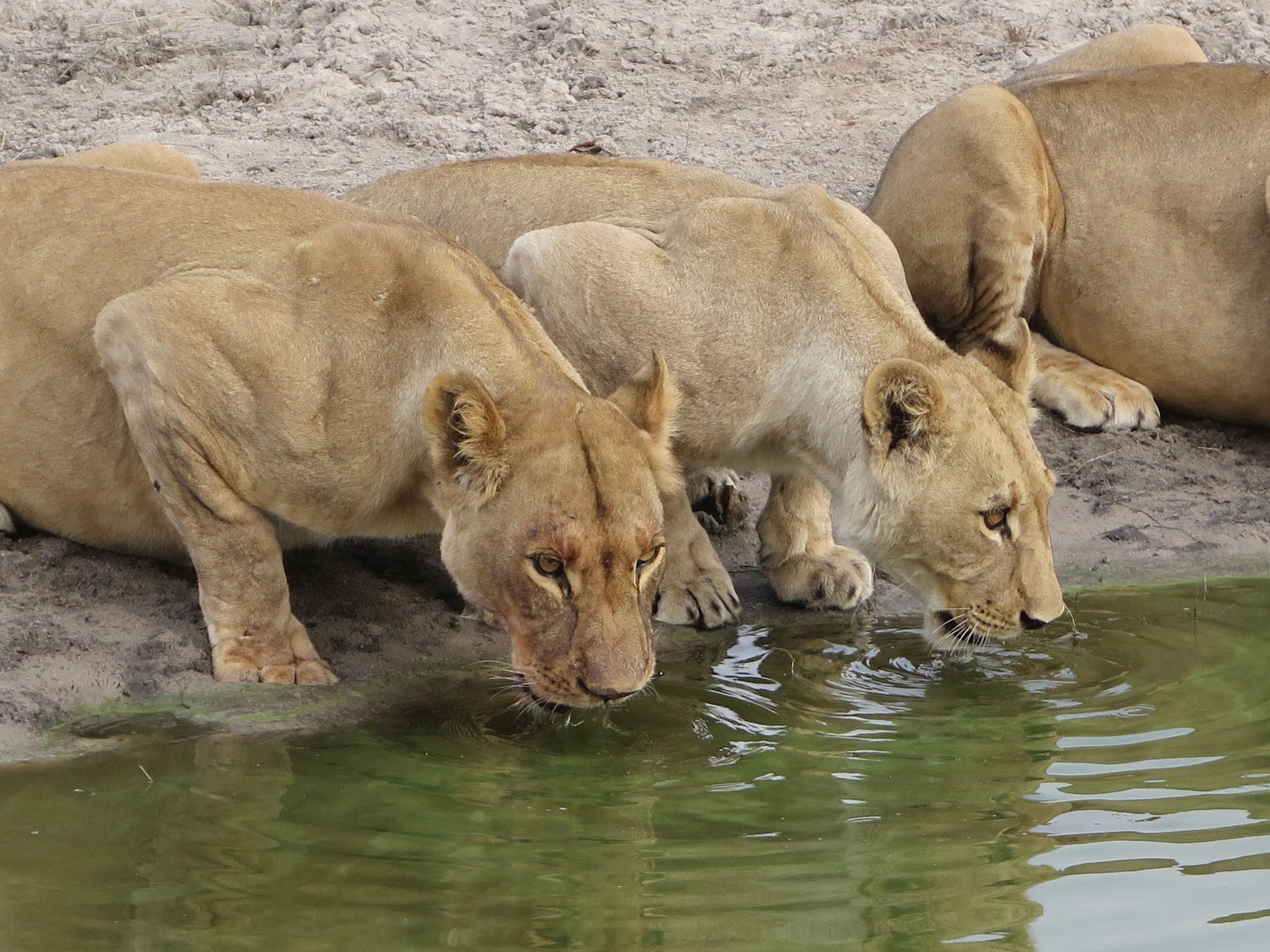 Lions Botswana