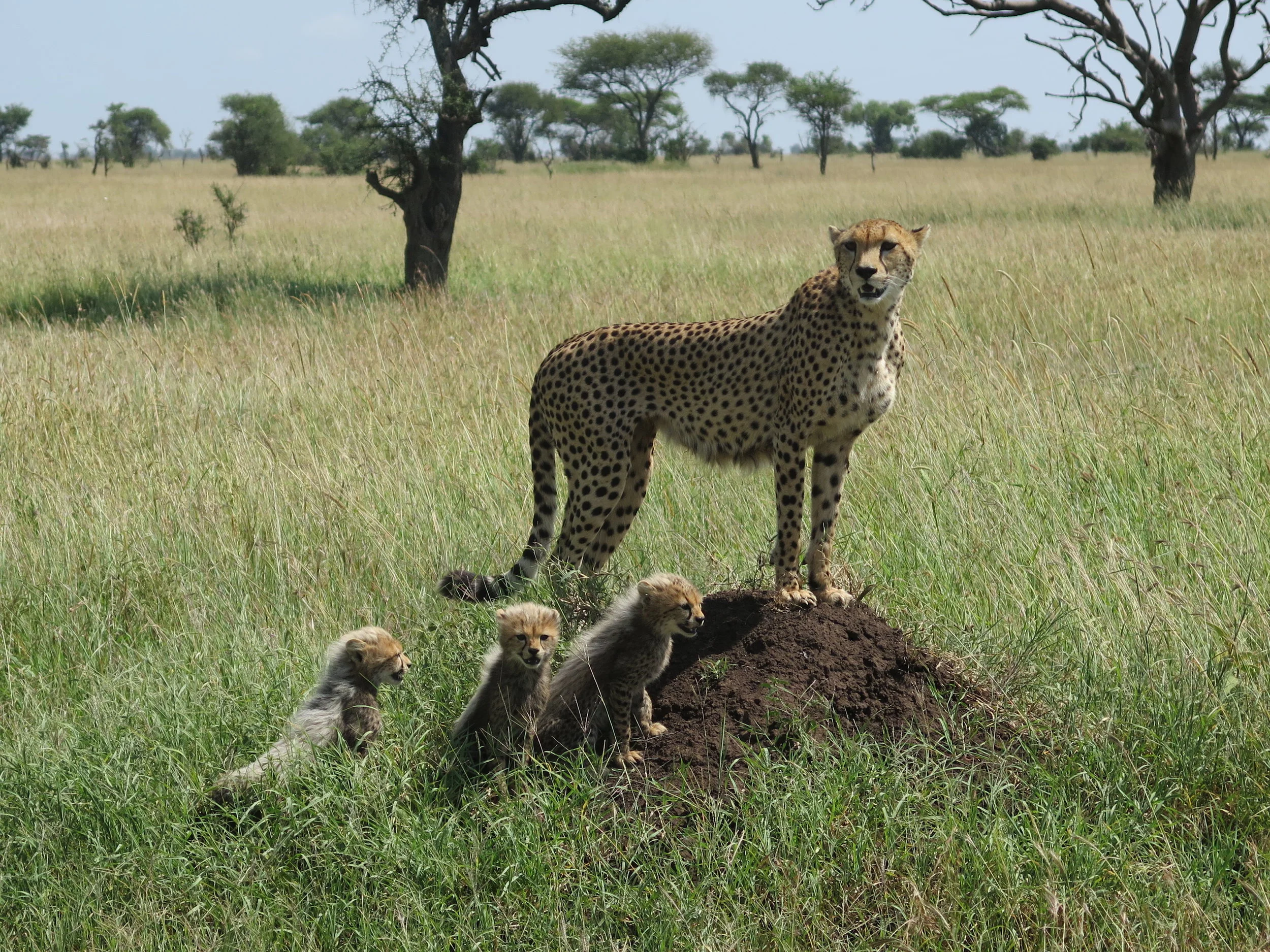 Cheetah.JPG