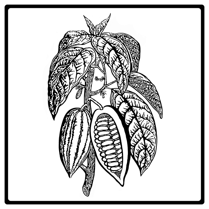 CACAO(WEB).png