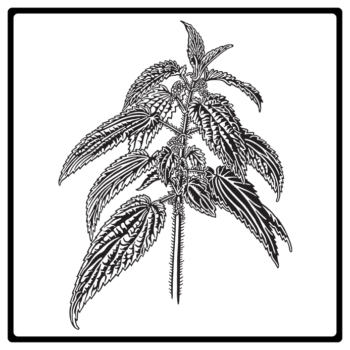 NETTLES(WEB).png