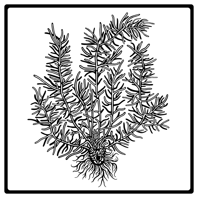 HIJIKI(WEB).png