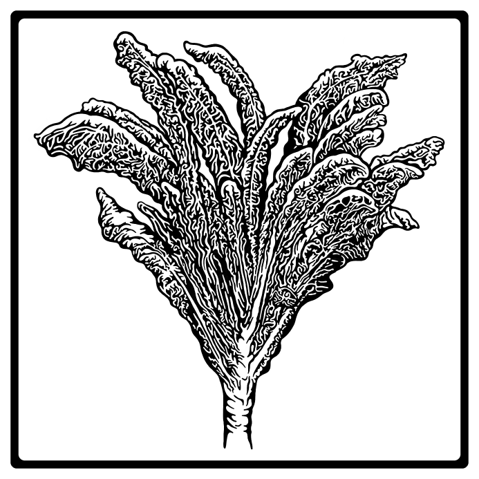 KALE(WEB).png
