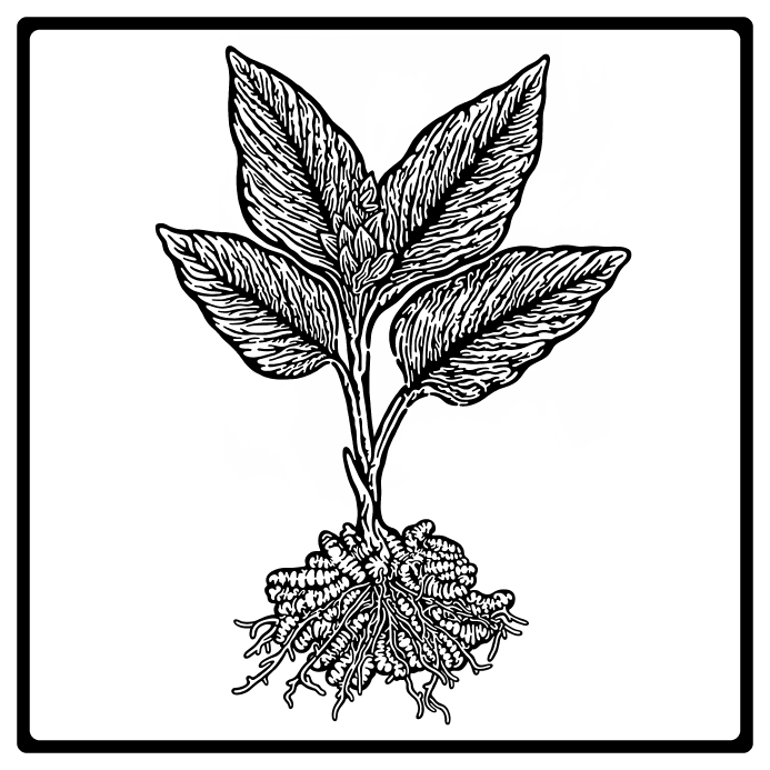 TURMERIC(WEB).png