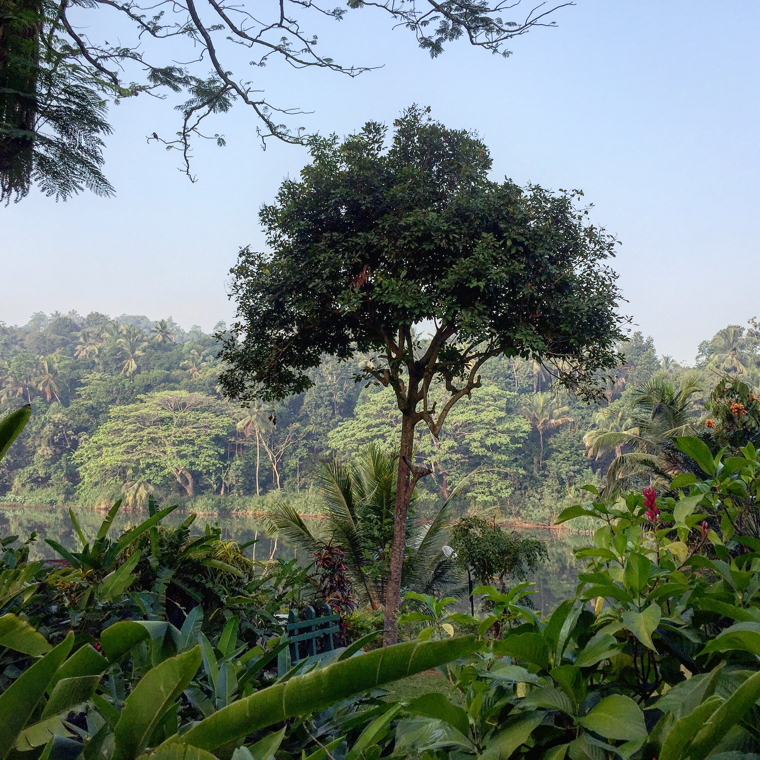 Rainforest.jpg
