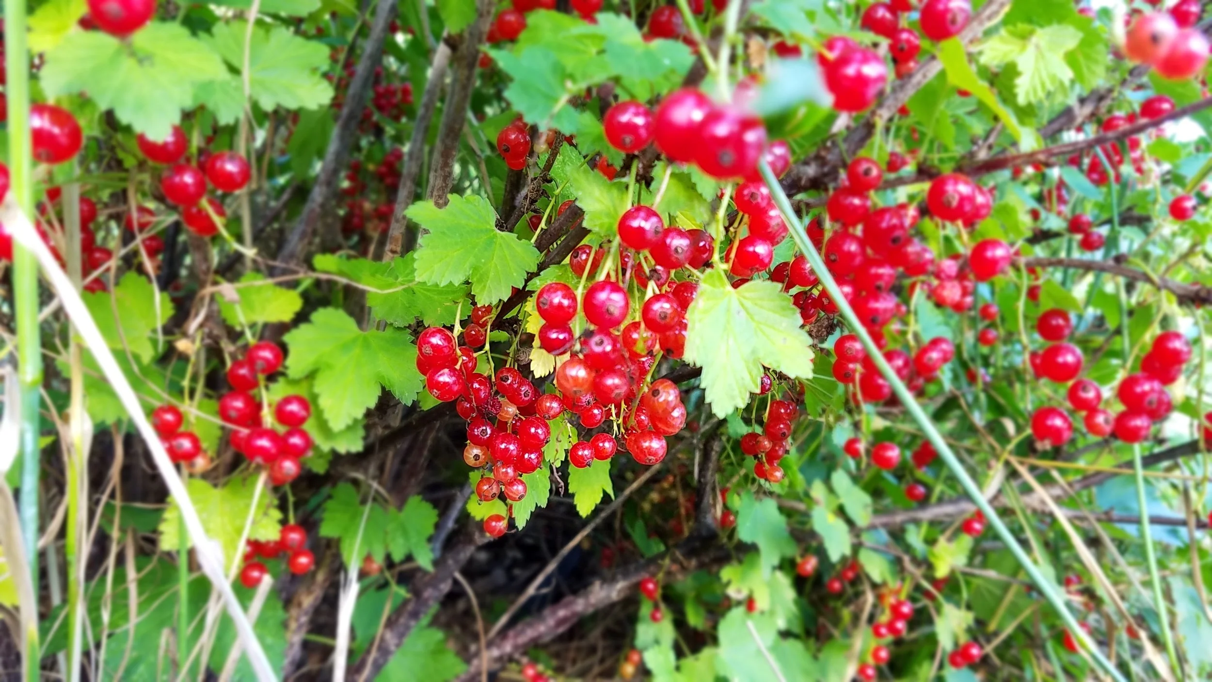20160701_180304.jpg