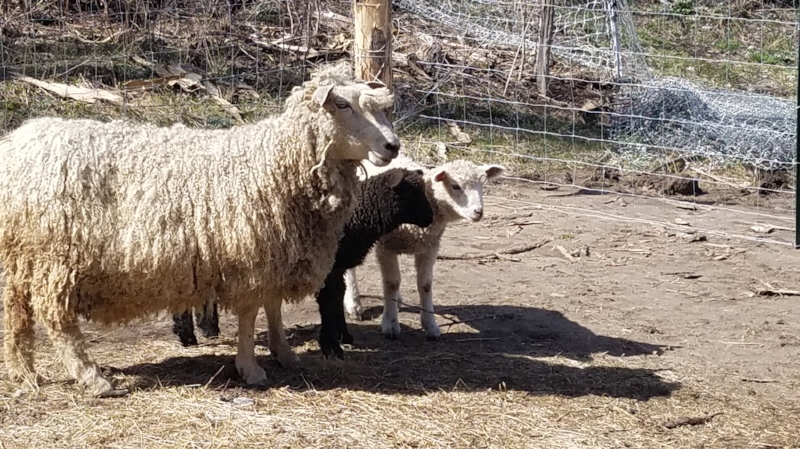 "Frida", a Cotswold Cross ewe, with babies "Shadow" and "Sunshine".