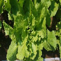 Chickories (Endive, Escarole, Frissee, Dandilion Greens)
