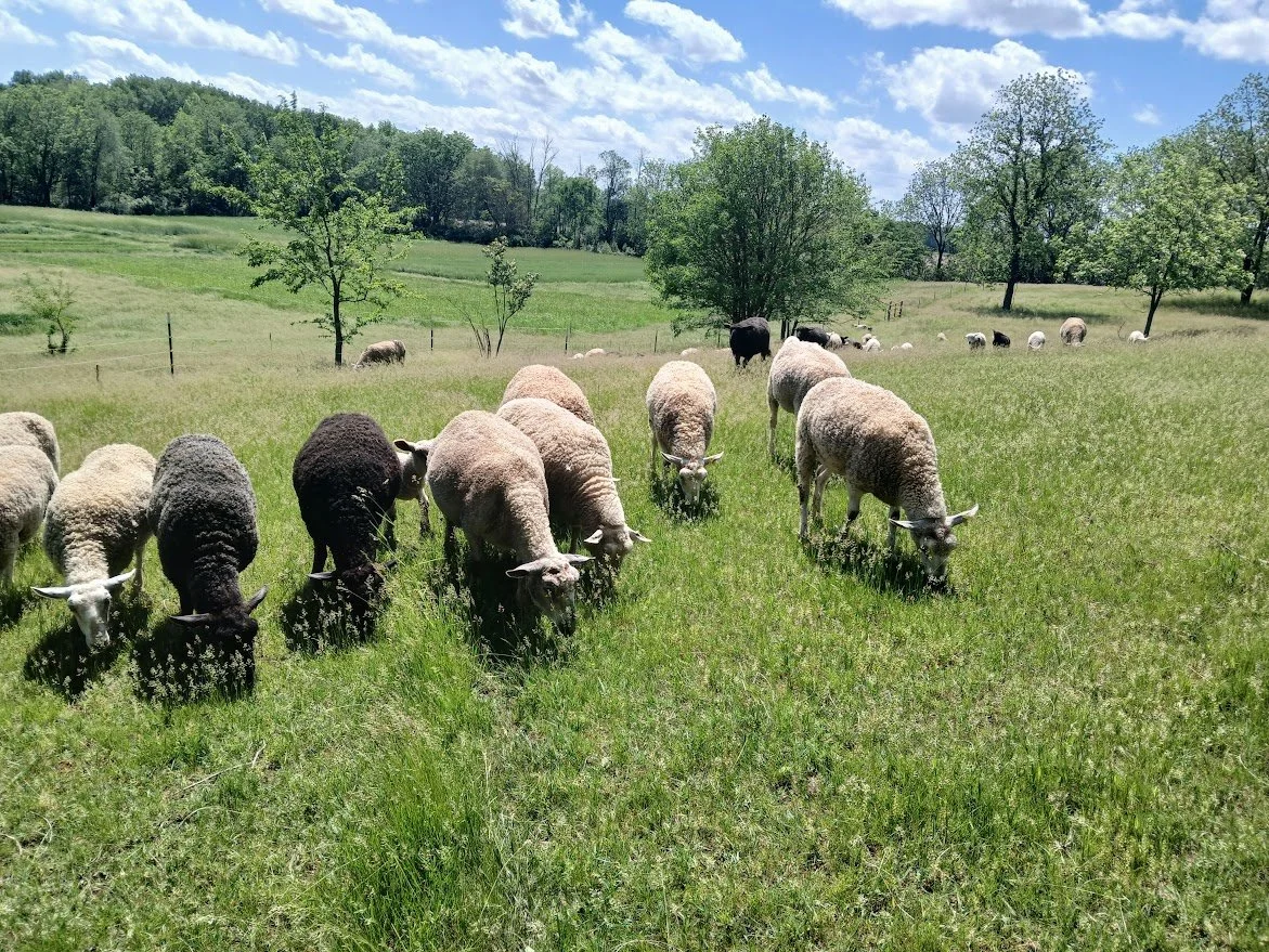 High Meadow Farm CSA