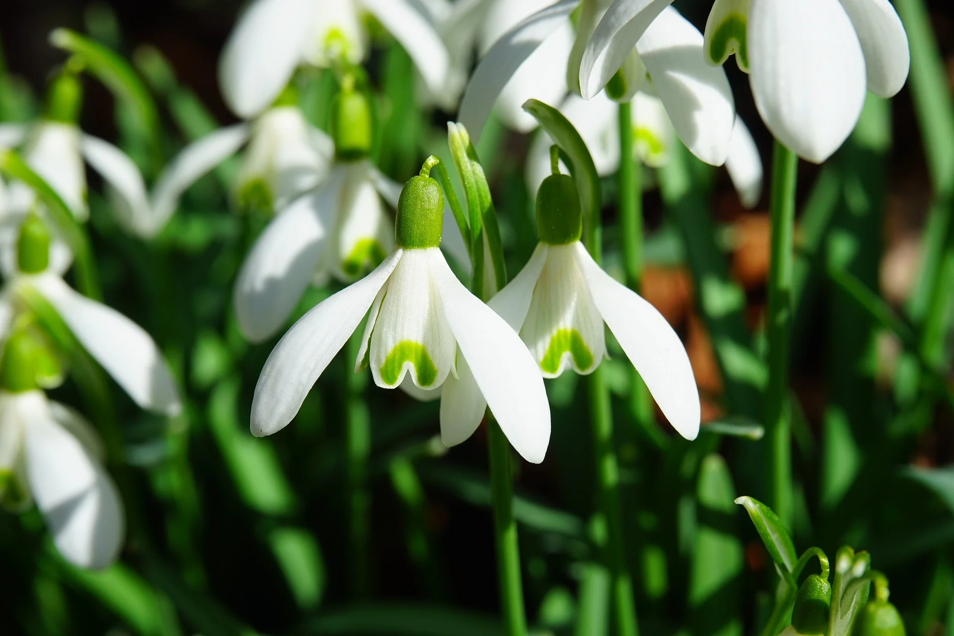 snowdrop-1025050_1920.jpg