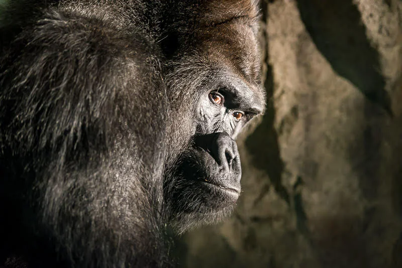 Gorilla Fort Worth Zoo