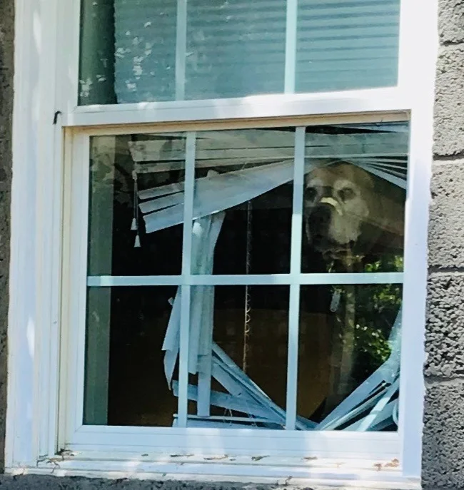 Doggone! Need new blinds?
