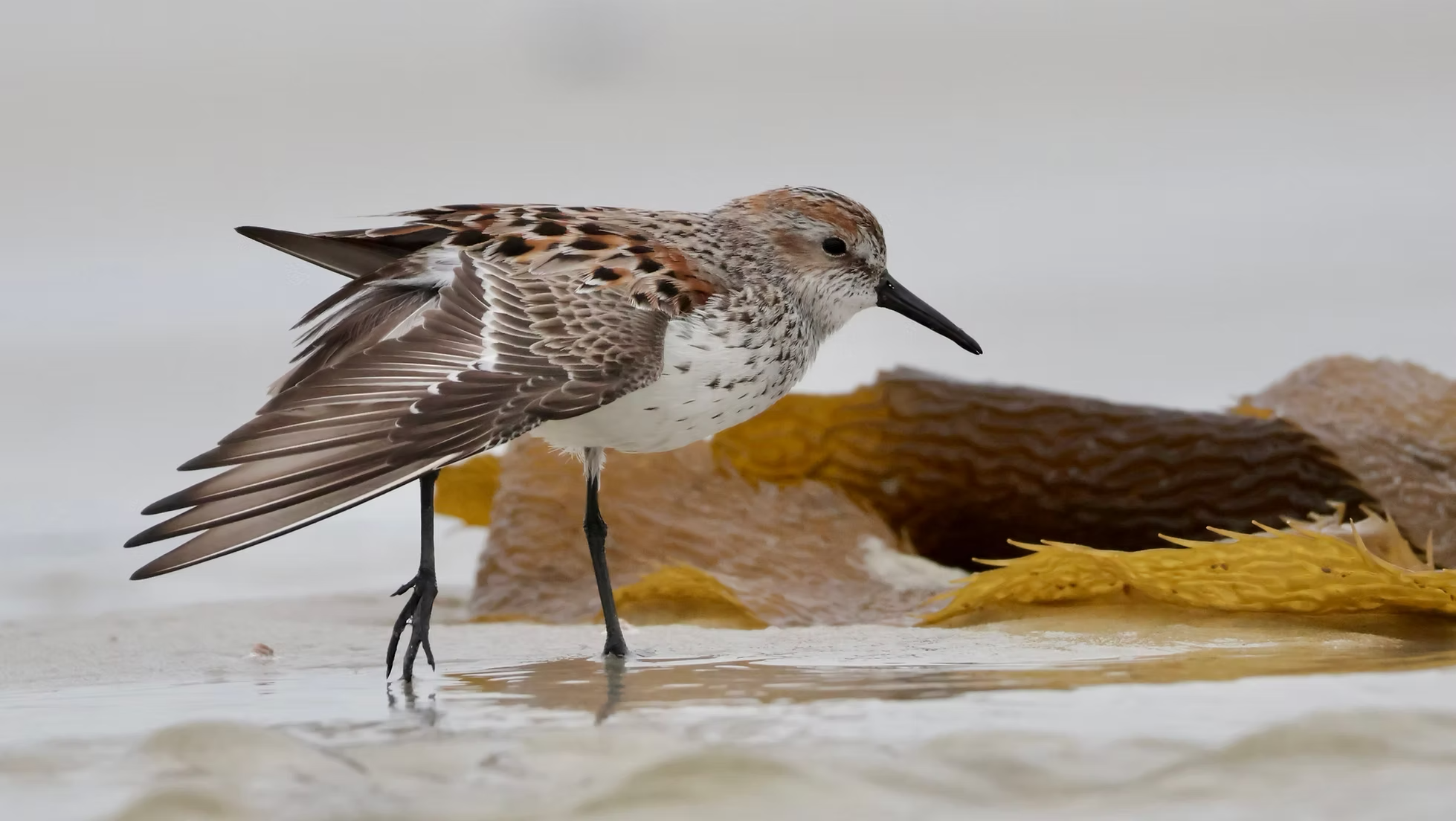 Queer Birding with Monterey Audubon Society