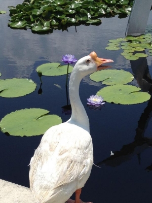 The youngsters can feed the ducks, geese and swans around City Park