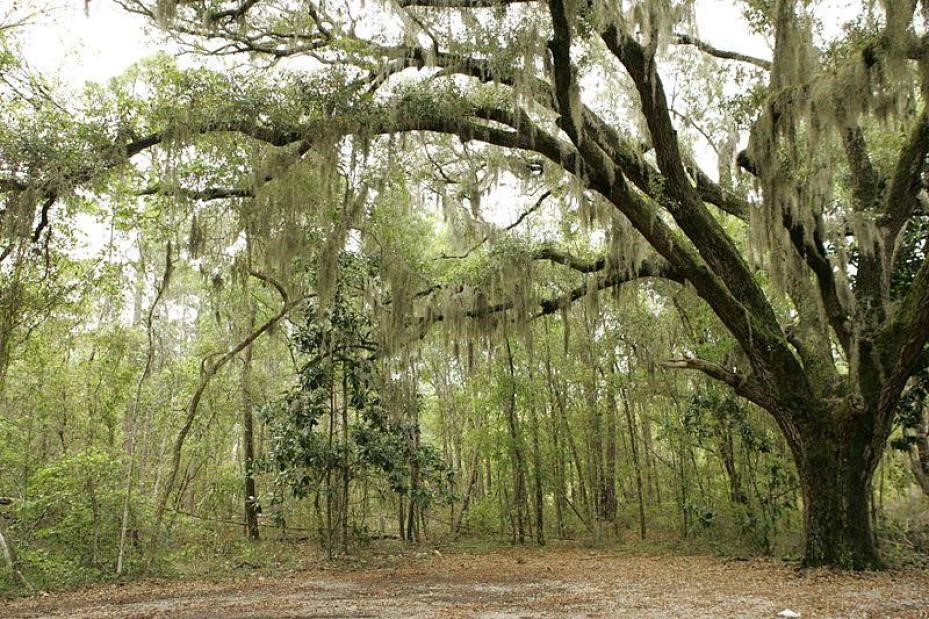 A close-up view of Spanish moss hanging from a Cypress tree