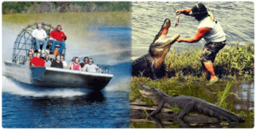 An airboat swamp tour and a gator getting a quick snack
