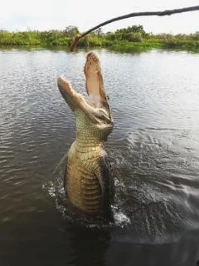 A gator getting a marshmallow dessert at the end of a string that’s on a stick held by a guy (gals don’t do this crazy stuff)