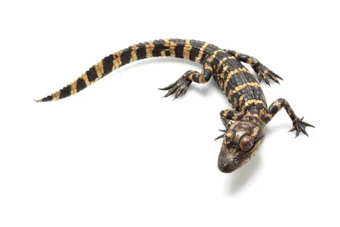 A baby alligator (Fluffy? Gimme a break!)