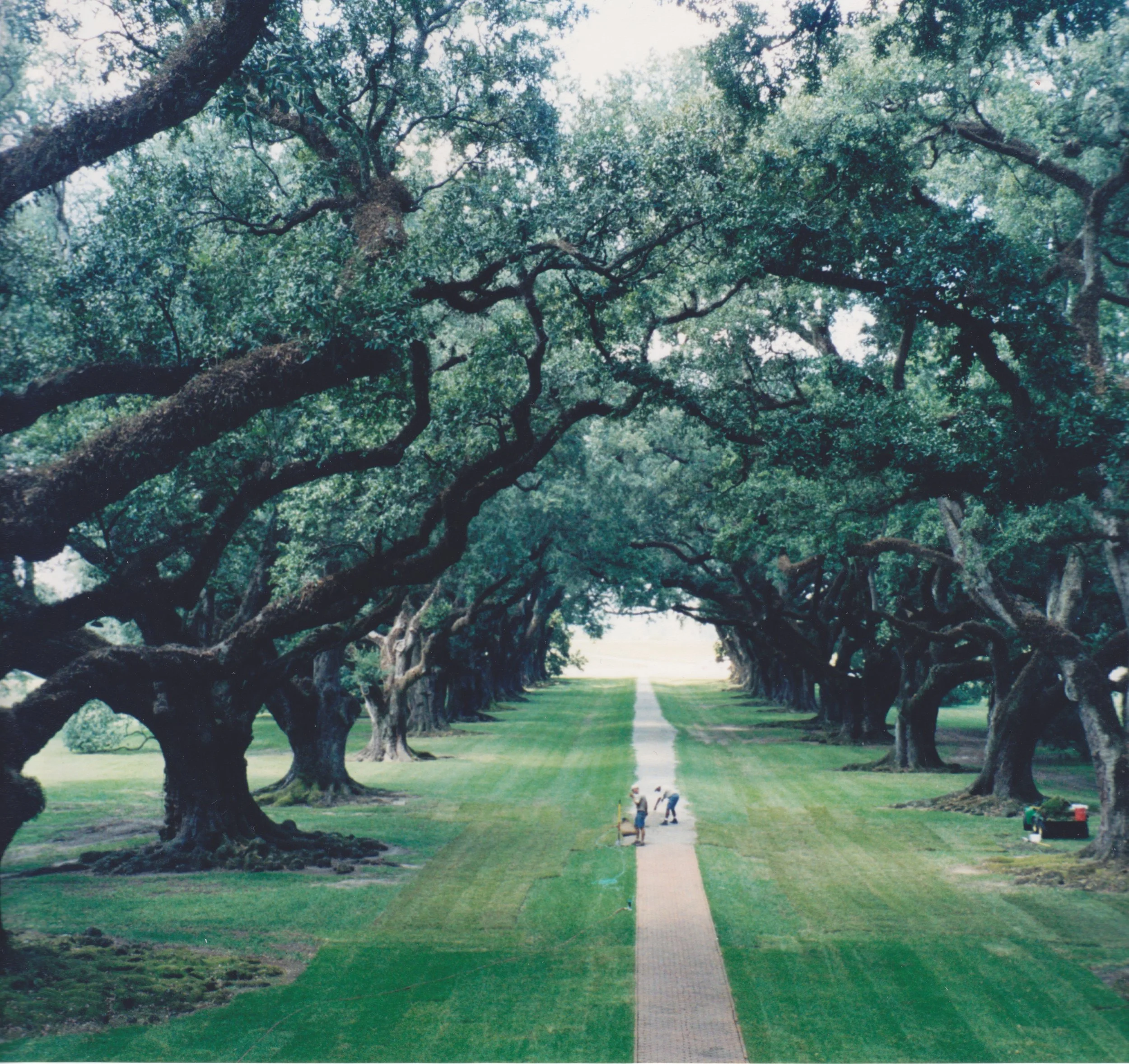 Oak Alley is kept in perfect order every day of the year