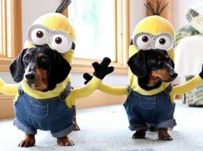 pets dressed up.jpg