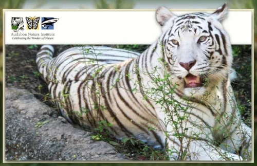 audubon-zoo.jpg