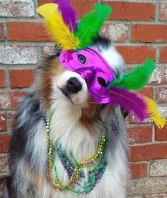 pups parade 1.jpg