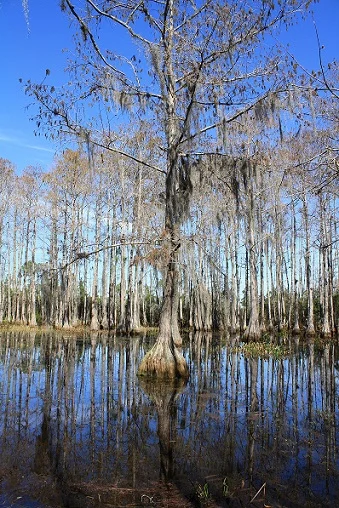 Bald cypress in a swamp – this tree can live up to 600 years
