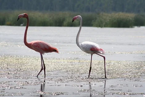 Elegant flamingoes strut their stuff