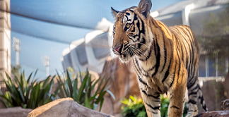 Handsome Mike the Tiger at Louisiana State University