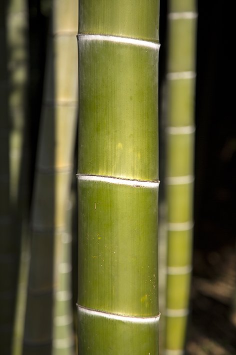 MOSO bamboo timber is used in Bamkiki bamboo toothbrush