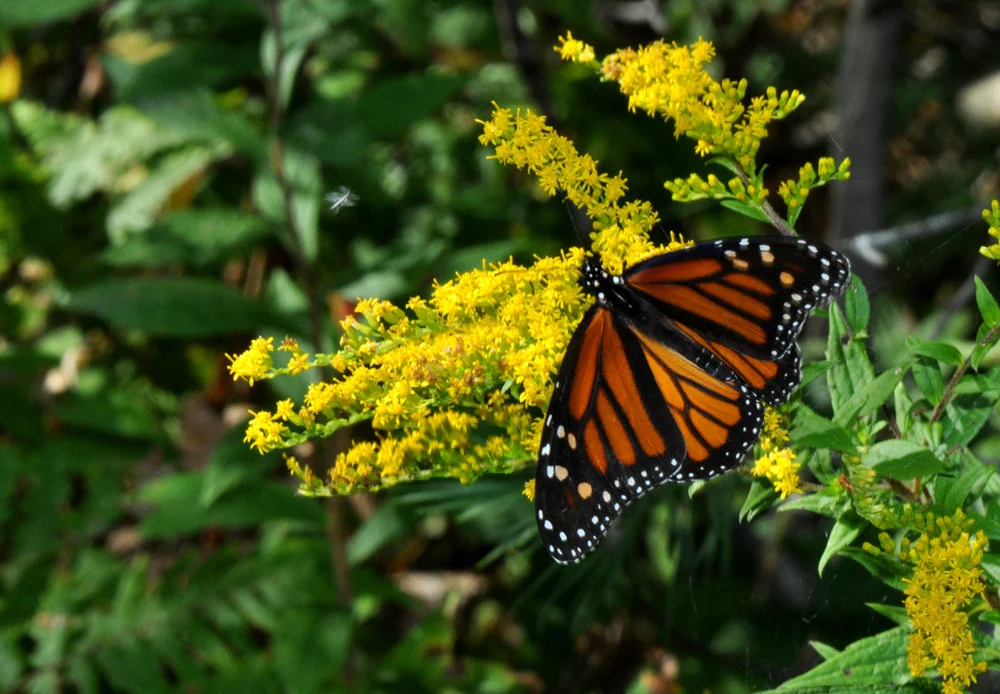 butterfly.jpg