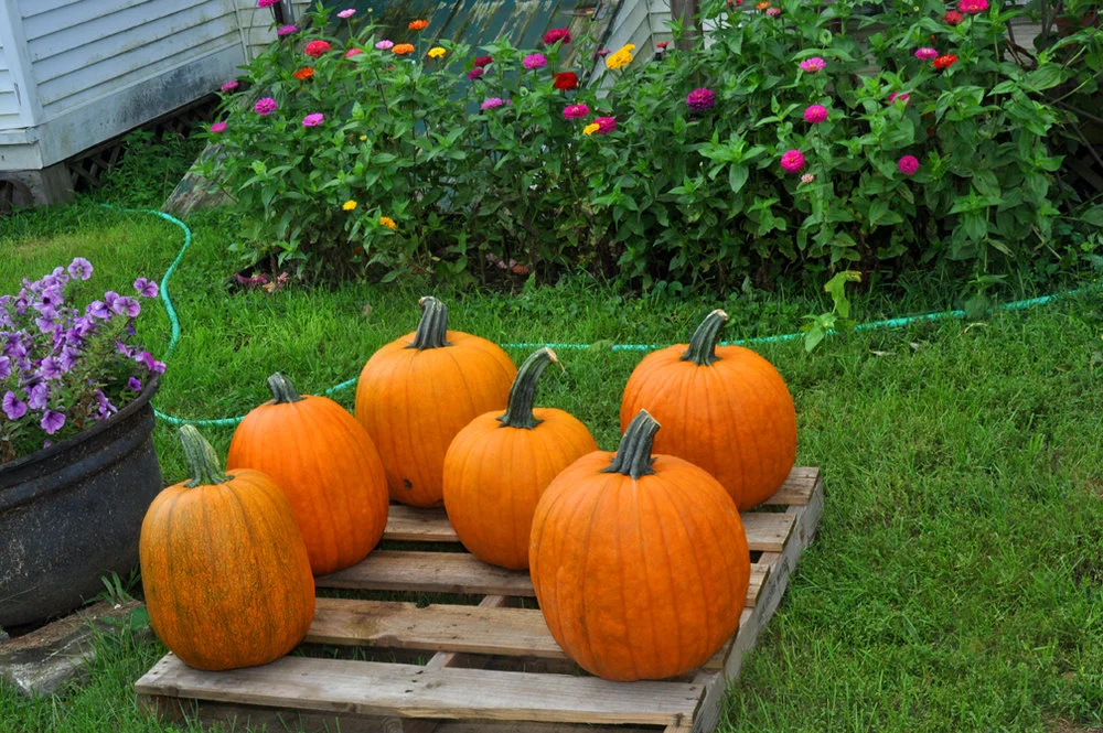 pumpkins.jpg